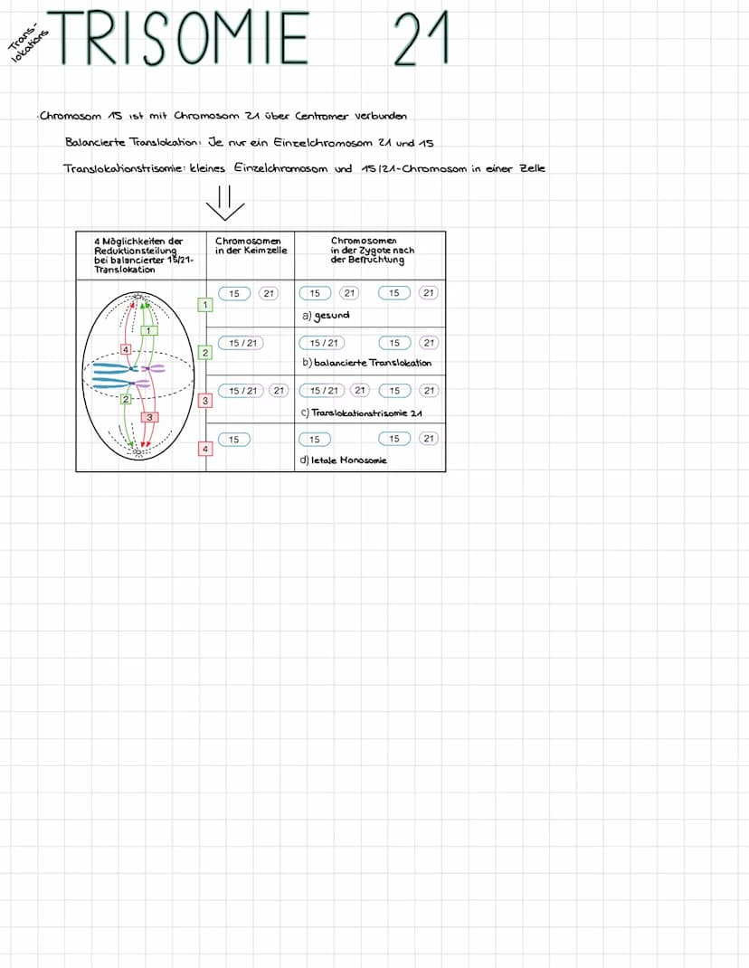 MEIOSE
→
•Bildung haploider zellen
➜ Reduzierung des Chromosomensatzes
Bildung der
1. Reduktionsteilung
Chromosomensatz wird
2. Reduktionste