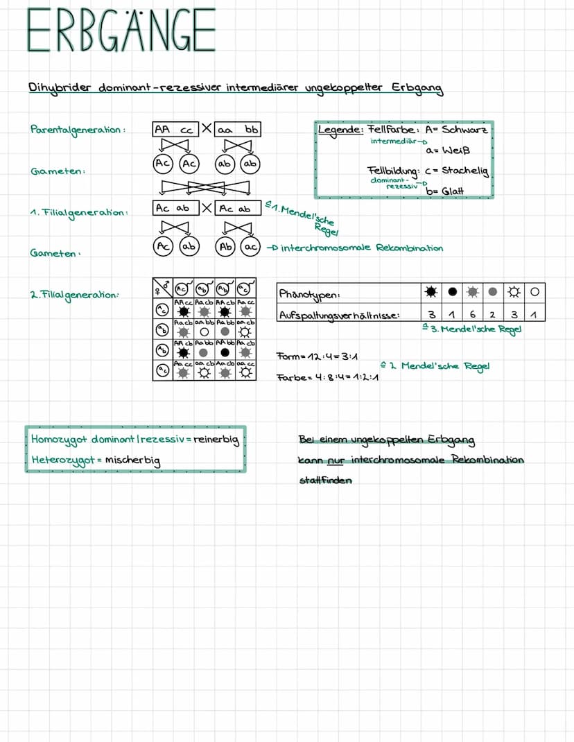 MEIOSE
→
•Bildung haploider zellen
➜ Reduzierung des Chromosomensatzes
Bildung der
1. Reduktionsteilung
Chromosomensatz wird
2. Reduktionste