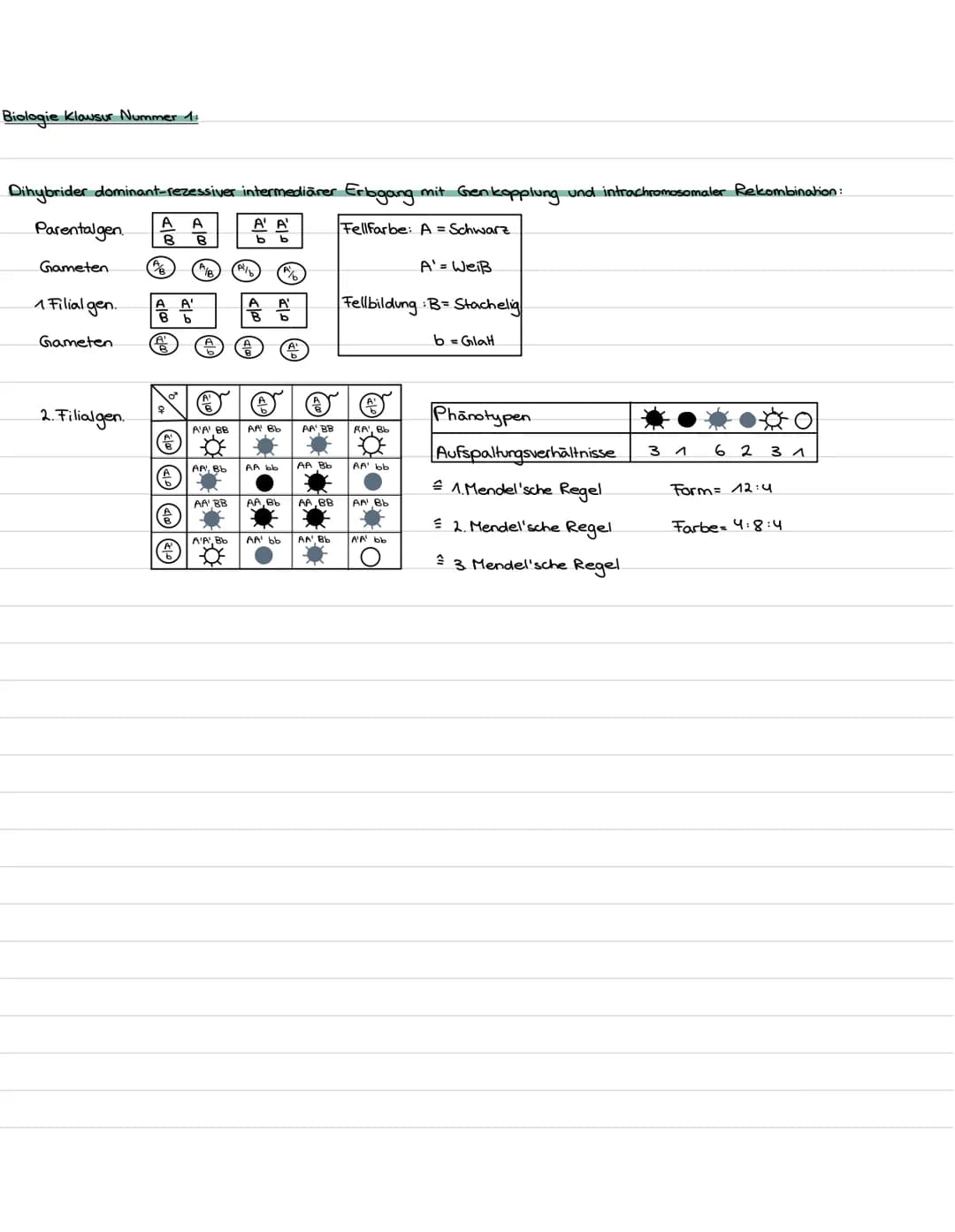 MEIOSE
→
•Bildung haploider zellen
➜ Reduzierung des Chromosomensatzes
Bildung der
1. Reduktionsteilung
Chromosomensatz wird
2. Reduktionste