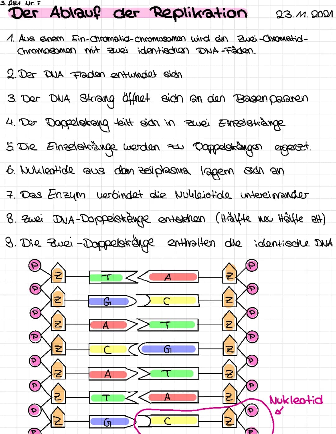 Der Ablauf der Replikation 