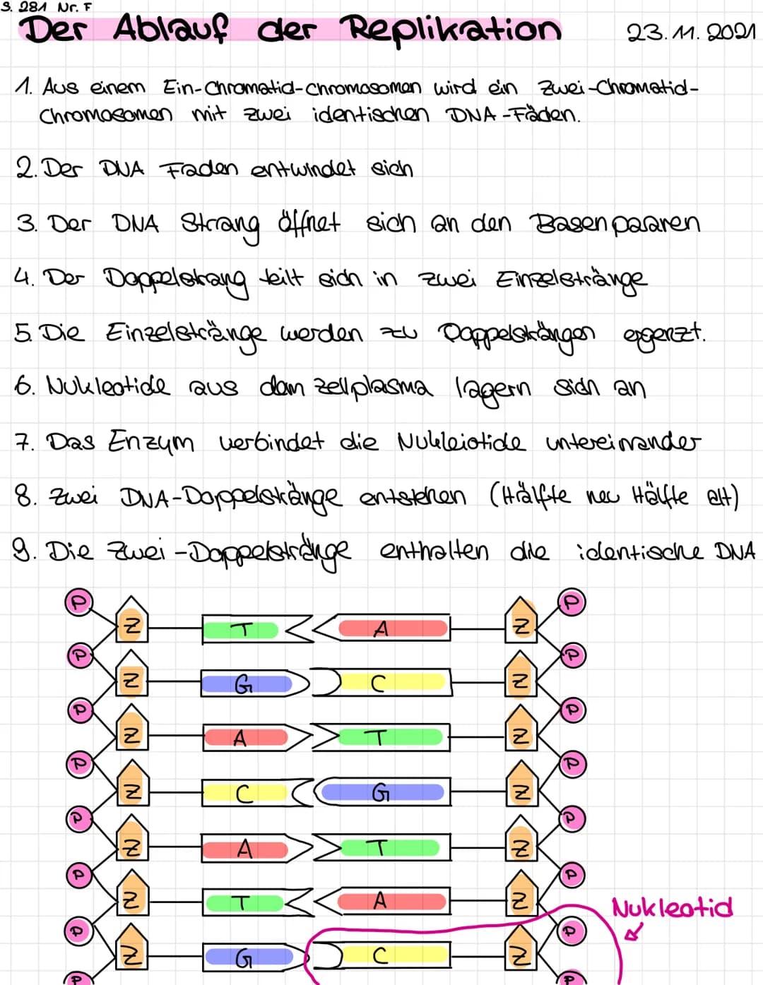 S. 281 Nr. F
Der Ablauf der Replikation 23.11.2021
1. Aus einem Ein-Chromatic-chromosomen wird ein zwei-chromatid-
Chromosomen mit zwei iden