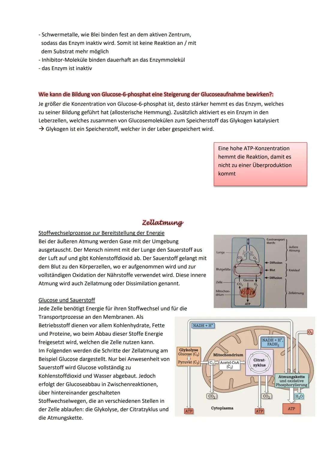 Mitochondrien:
Mitochondrien werden oftmals als die ,,Kraftwerke der Zelle" bezeichnet und synthetisieren¹ das für
die Zellen unverzichtbare