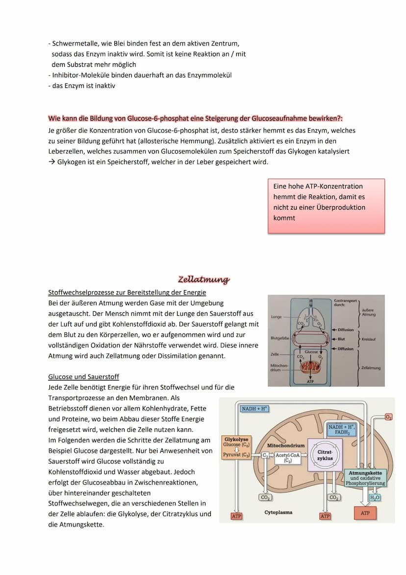 Mitochondrien:
Mitochondrien werden oftmals als die ,,Kraftwerke der Zelle" bezeichnet und synthetisieren¹ das für
die Zellen unverzichtbare