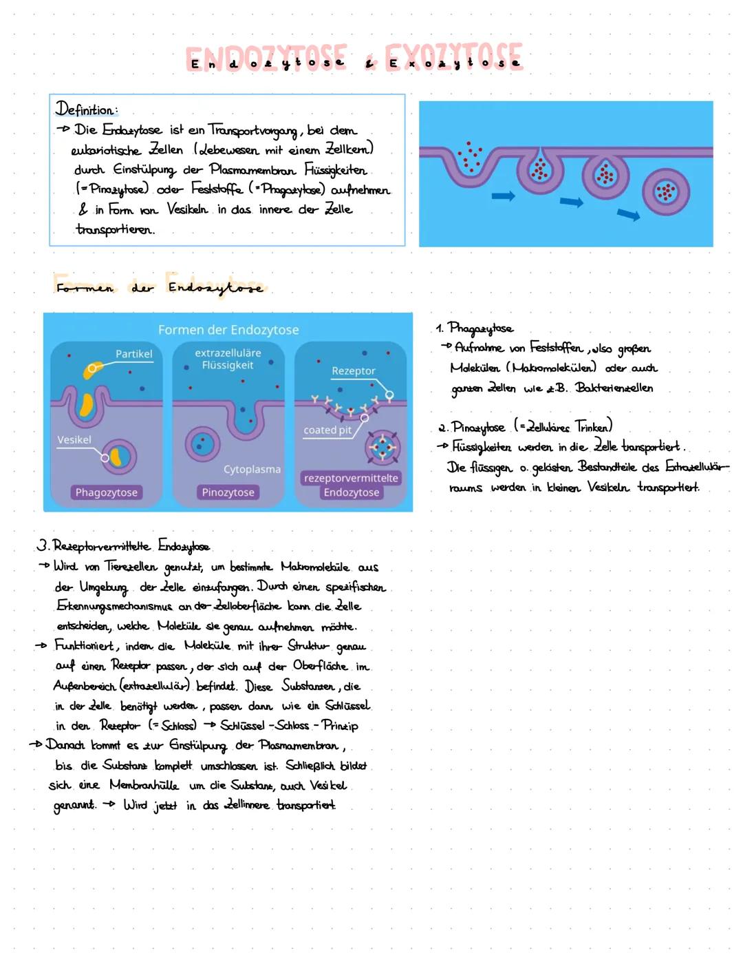 Definition:
Die Endazytose ist ein Transportvorgang, bei dem
eukariotische Zellen (Lebewesen mit einem Zellkem)
durch Einstülpung der Plasma