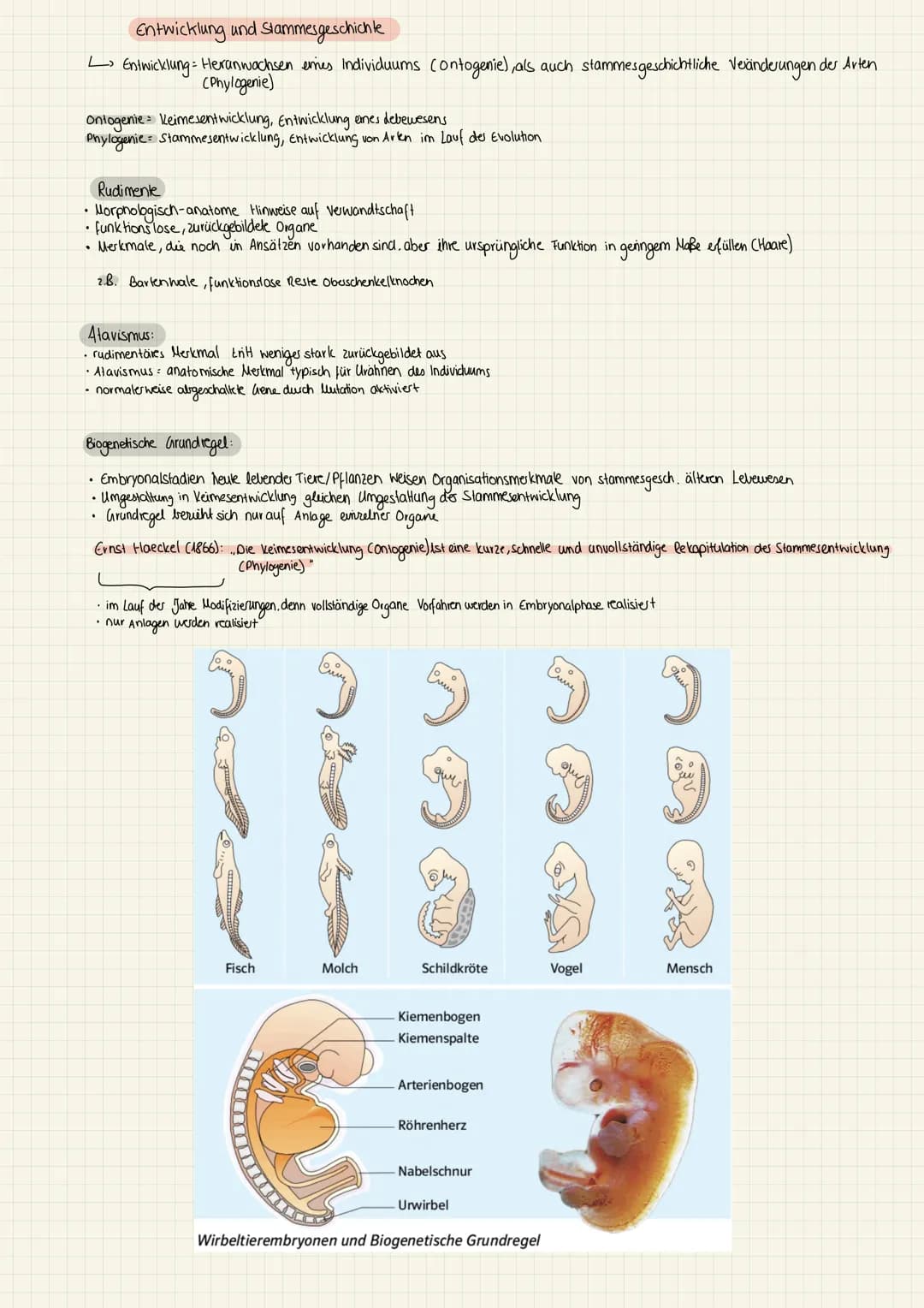 1.KA Biologie (11) kirchliche Position:
(2) Cuvier:
(3) Lamarck:
hamarck:
Darwin:
4 Darwin Wallace
Entwicklung der Evolutionstheorie
Cuvie: 