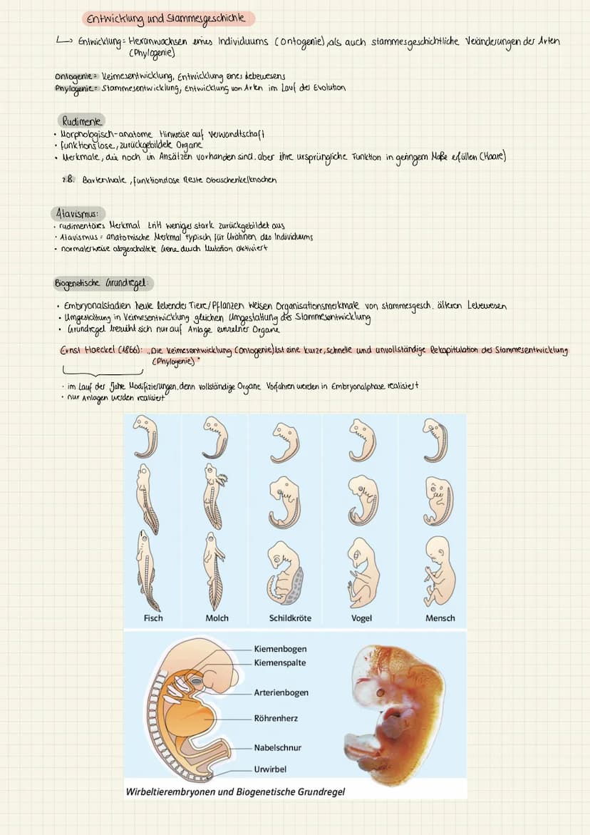 1.KA Biologie (11) kirchliche Position:
(2) Cuvier:
(3) Lamarck:
hamarck:
Darwin:
4 Darwin Wallace
Entwicklung der Evolutionstheorie
Cuvie: 