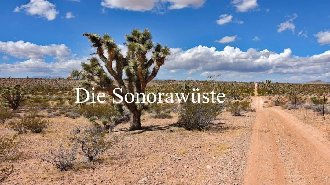 Entdecke die Sonora-Wüste: Temperatur, Nationalpark und Kaktusse