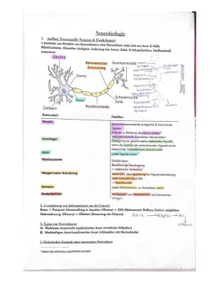 Know mündlich Abitur Biologie thumbnail
