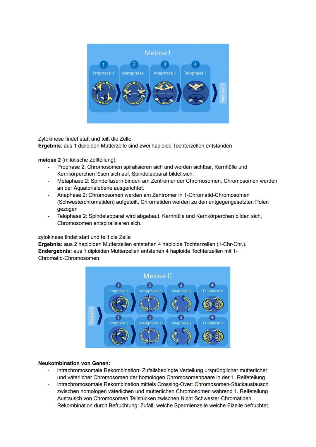 Biologie MÜNDLICH ABI NRW
gönnt euch 2025. Alles drin, was man wissen muss.
Kauft euch auf keinen Fall Lernzettel. Bildung sollte immer free