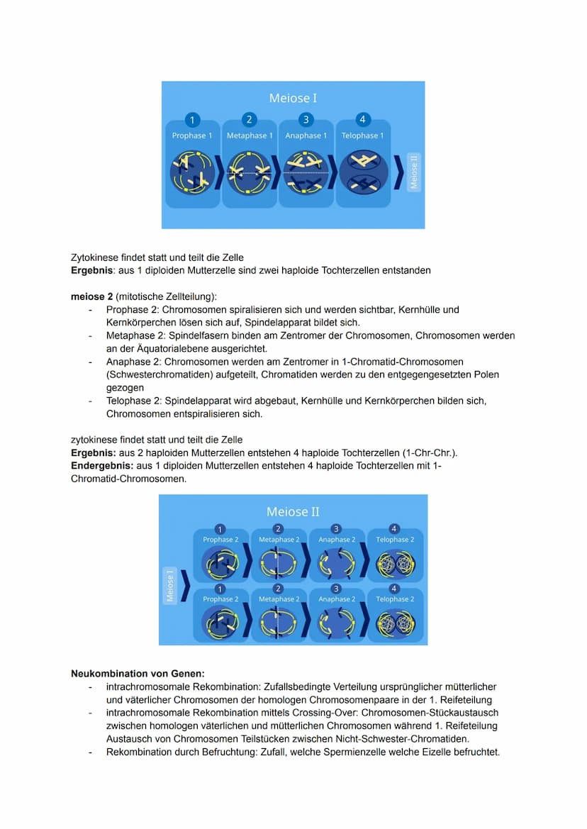 Biologie MÜNDLICH ABI NRW
gönnt euch 2025. Alles drin, was man wissen muss.
Kauft euch auf keinen Fall Lernzettel. Bildung sollte immer free