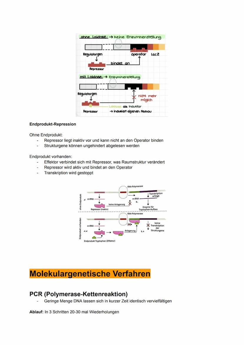 Biologie MÜNDLICH ABI NRW
gönnt euch 2025. Alles drin, was man wissen muss.
Kauft euch auf keinen Fall Lernzettel. Bildung sollte immer free
