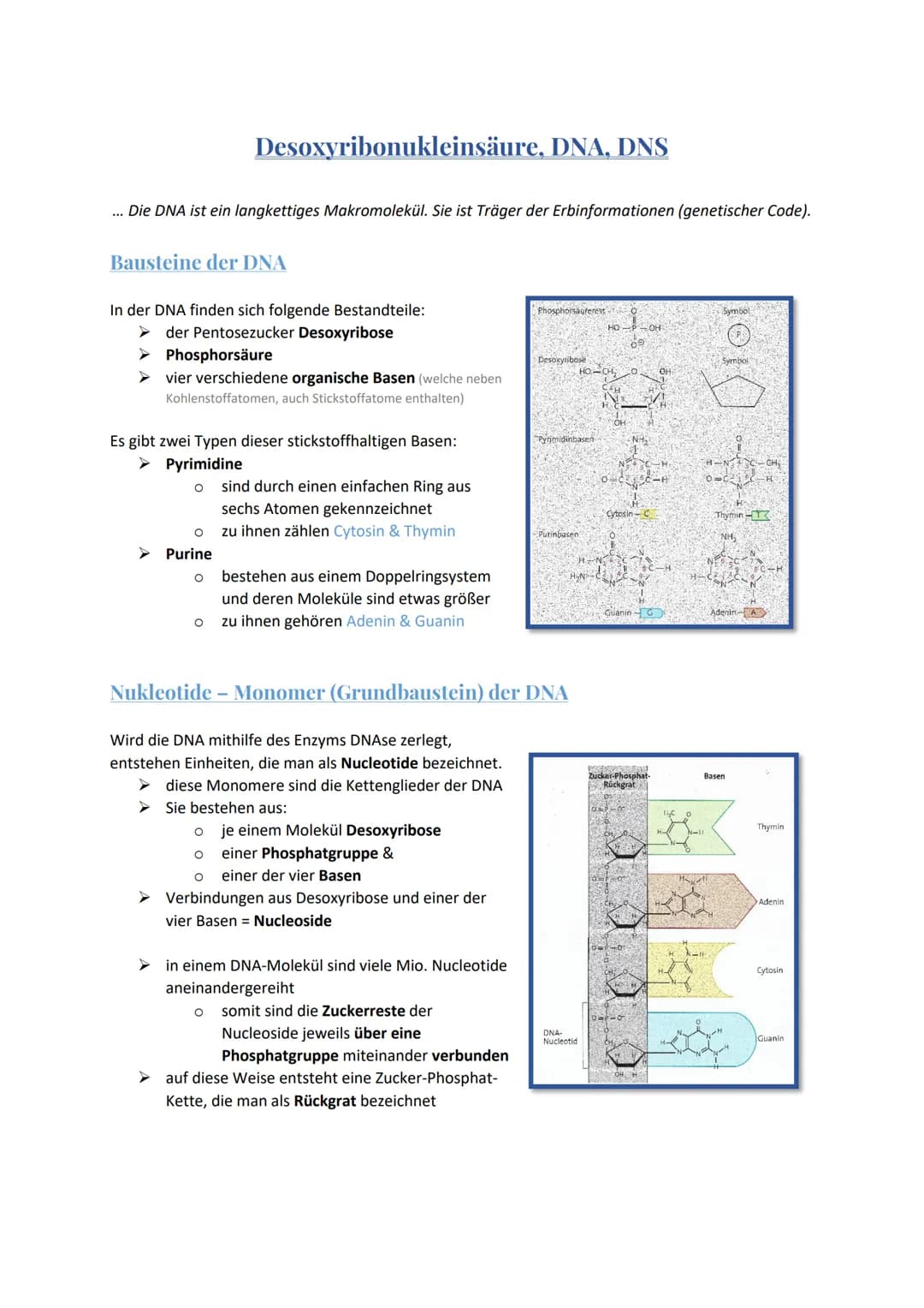 ... Die DNA ist ein langkettiges Makromolekül. Sie ist Träger der Erbinformationen (genetischer Code).
Bausteine der DNA
Desoxyribonukleinsä