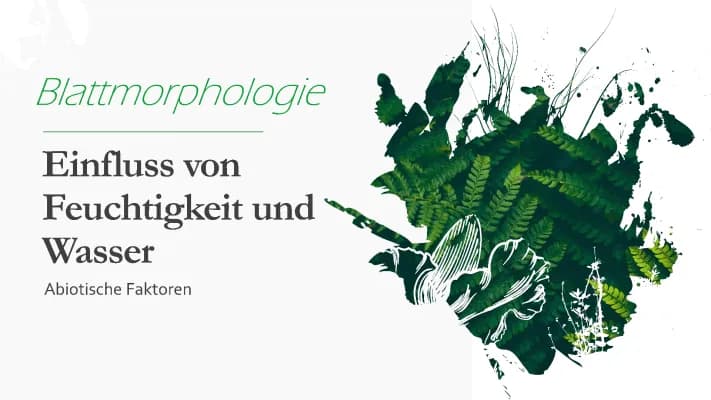 Know Blattmorphologie thumbnail
