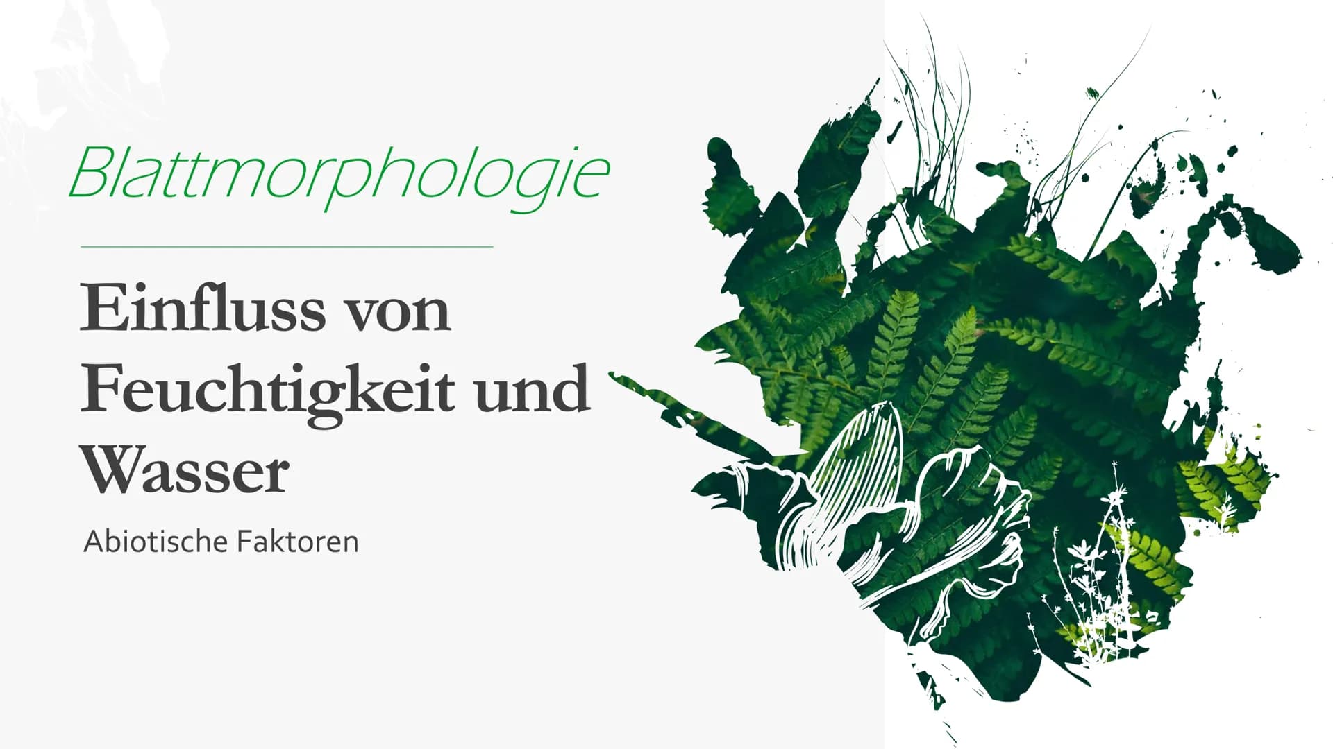 Blattmorphologie
Einfluss von
Feuchtigkeit und
Wasser
Abiotische Faktoren Agenda
{}
Blattmorphologie
Einfluss der Wasserverfügbarkeit/
Feuch