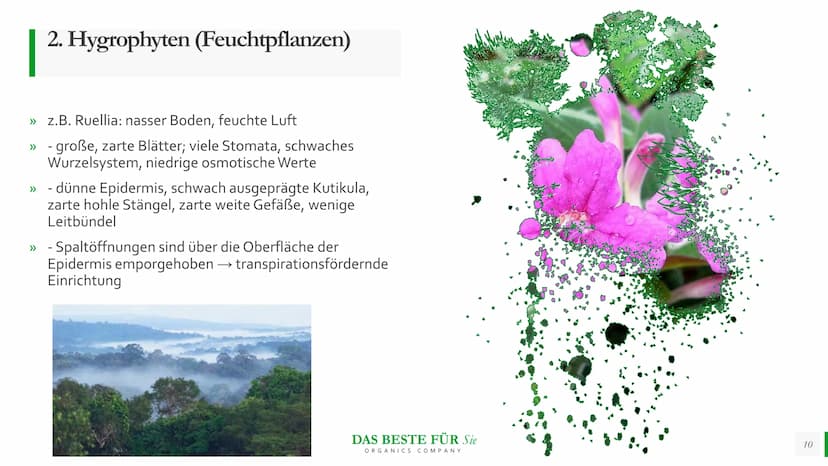 Blattmorphologie
Einfluss von
Feuchtigkeit und
Wasser
Abiotische Faktoren Agenda
{}
Blattmorphologie
Einfluss der Wasserverfügbarkeit/
Feuch