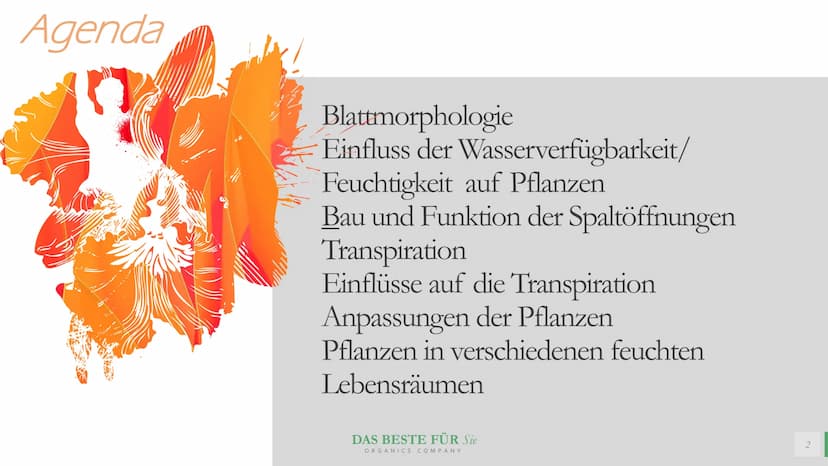 Blattmorphologie
Einfluss von
Feuchtigkeit und
Wasser
Abiotische Faktoren Agenda
{}
Blattmorphologie
Einfluss der Wasserverfügbarkeit/
Feuch