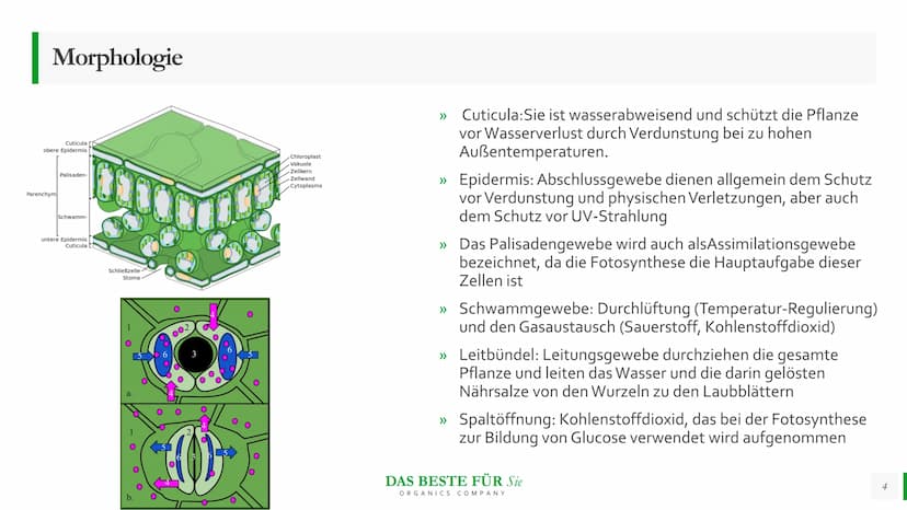 Blattmorphologie
Einfluss von
Feuchtigkeit und
Wasser
Abiotische Faktoren Agenda
{}
Blattmorphologie
Einfluss der Wasserverfügbarkeit/
Feuch