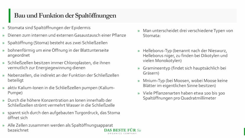 Blattmorphologie
Einfluss von
Feuchtigkeit und
Wasser
Abiotische Faktoren Agenda
{}
Blattmorphologie
Einfluss der Wasserverfügbarkeit/
Feuch