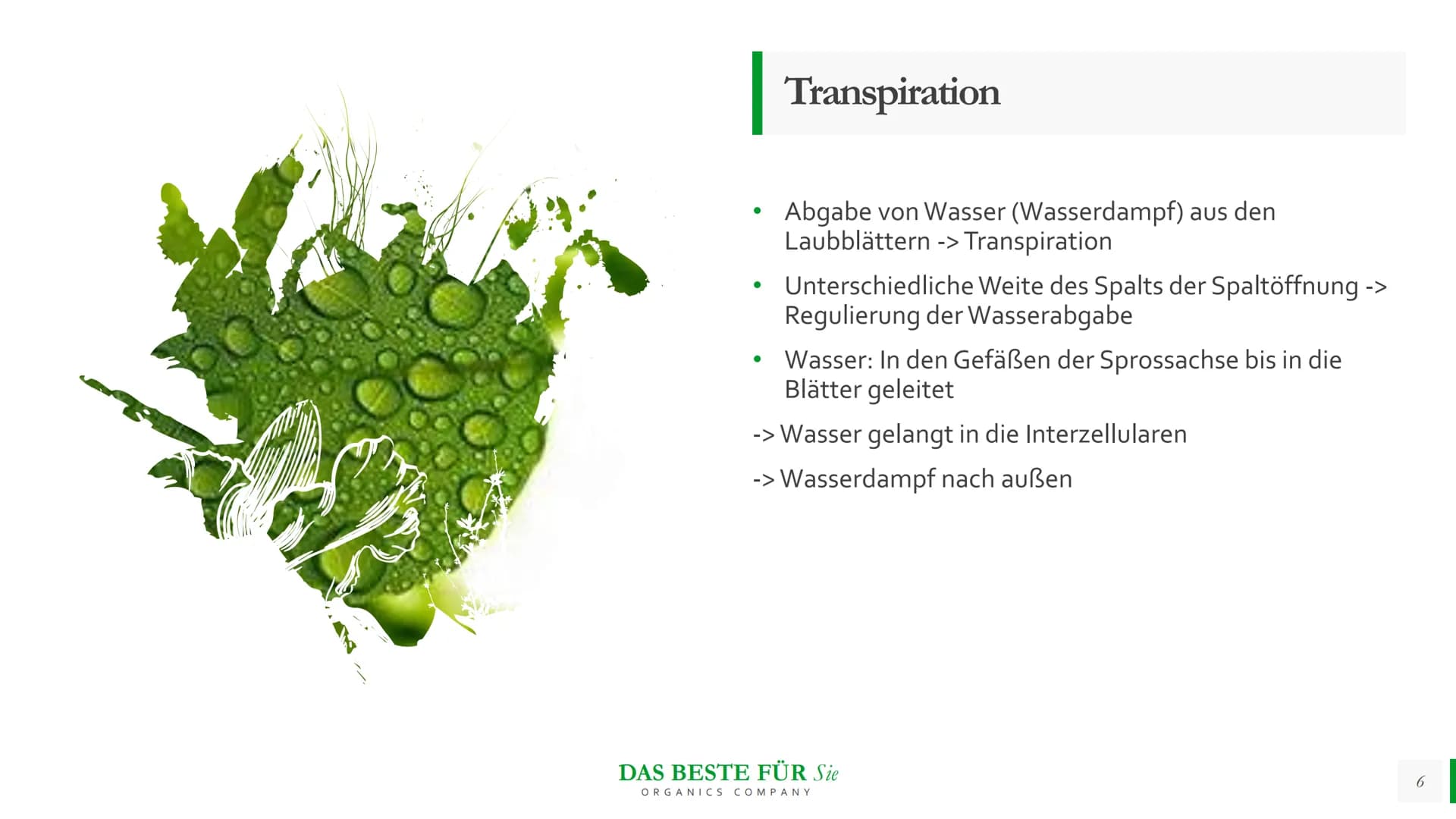 Blattmorphologie
Einfluss von
Feuchtigkeit und
Wasser
Abiotische Faktoren Agenda
{}
Blattmorphologie
Einfluss der Wasserverfügbarkeit/
Feuch
