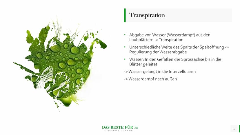 Blattmorphologie
Einfluss von
Feuchtigkeit und
Wasser
Abiotische Faktoren Agenda
{}
Blattmorphologie
Einfluss der Wasserverfügbarkeit/
Feuch
