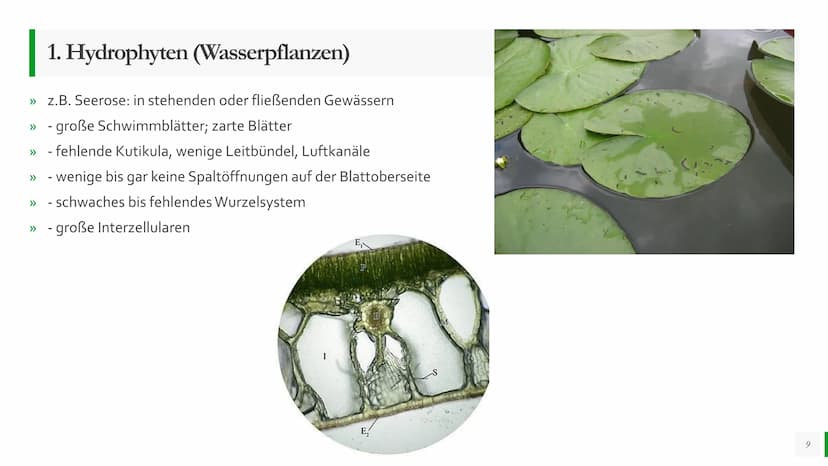 Blattmorphologie
Einfluss von
Feuchtigkeit und
Wasser
Abiotische Faktoren Agenda
{}
Blattmorphologie
Einfluss der Wasserverfügbarkeit/
Feuch