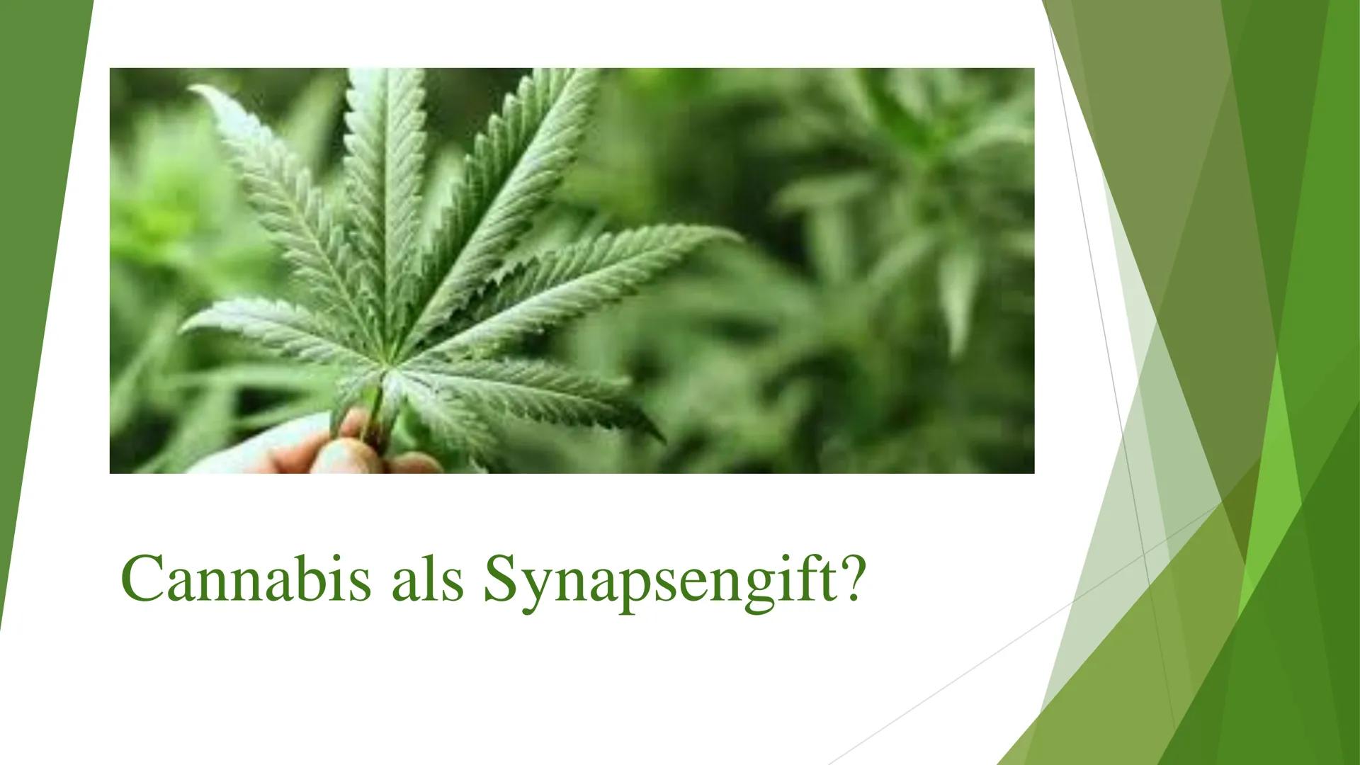 Cannabis als Synapsengift? Gliederung
► Allgemeines
▸ Angriffspunkte auf die Synapse
► Folgen
Neurophysiologisch
> Generell
Quellen Allgemei