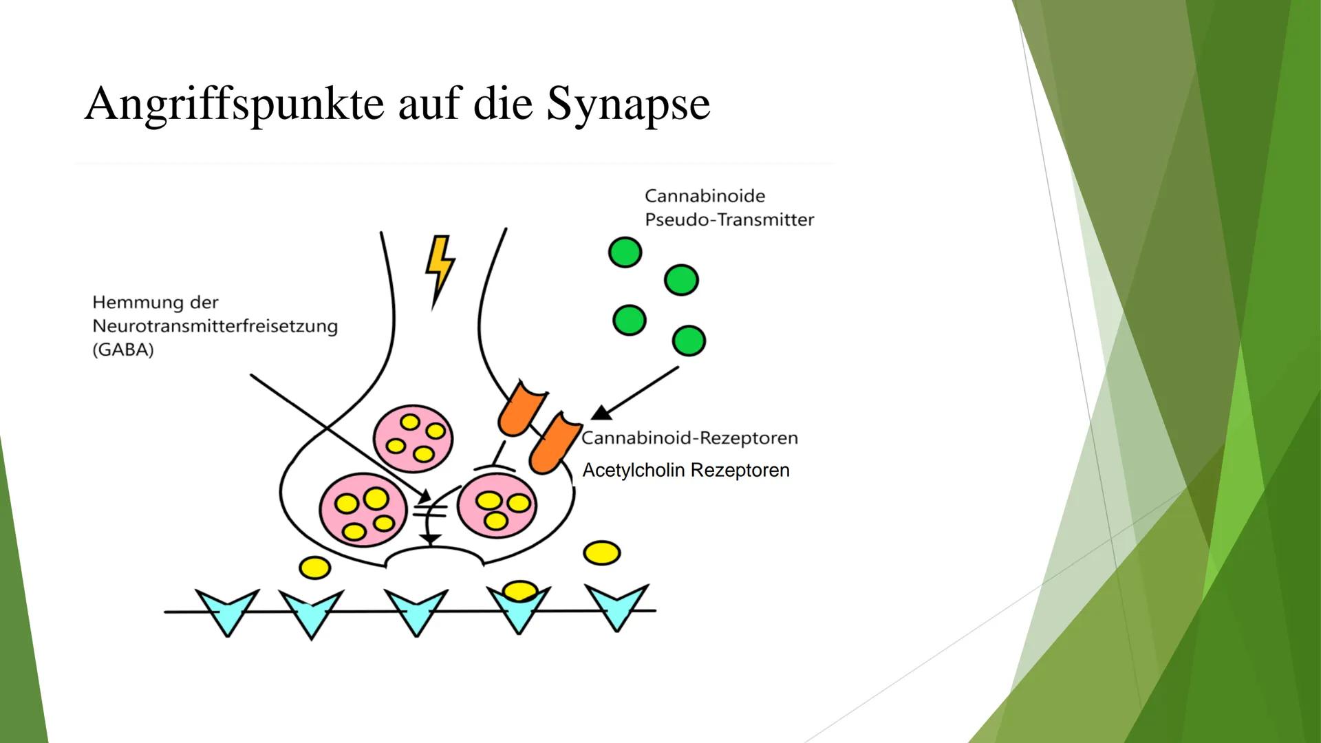 Cannabis als Synapsengift? Gliederung
► Allgemeines
▸ Angriffspunkte auf die Synapse
► Folgen
Neurophysiologisch
> Generell
Quellen Allgemei