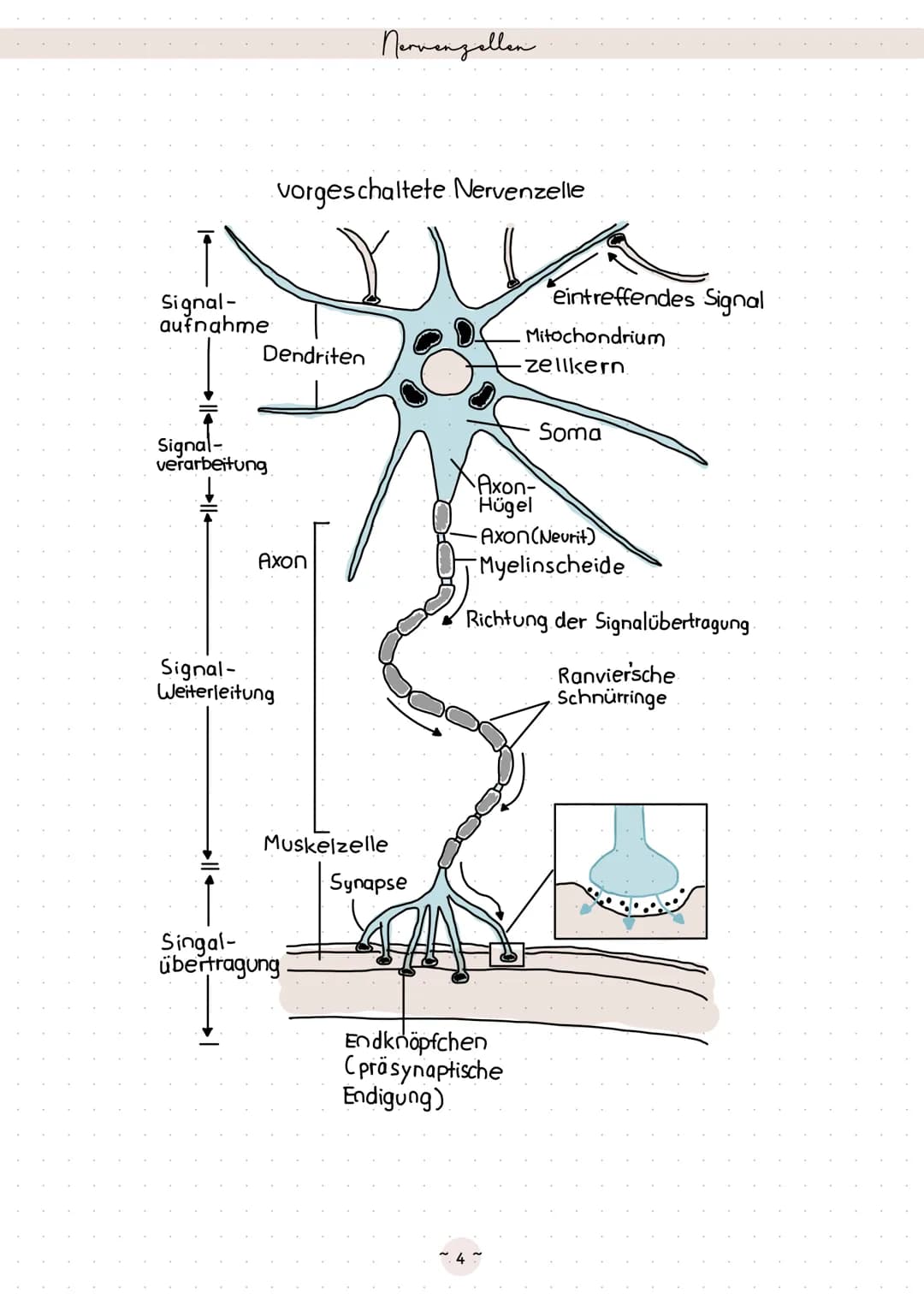 Biologie
Neurobiologie Sinneaphysiologie.
Reiz
Ein Reiz ist eine Einwirkung, die von den Rezeptoren im Lebewesen wahrgenommen wird
äußerer R