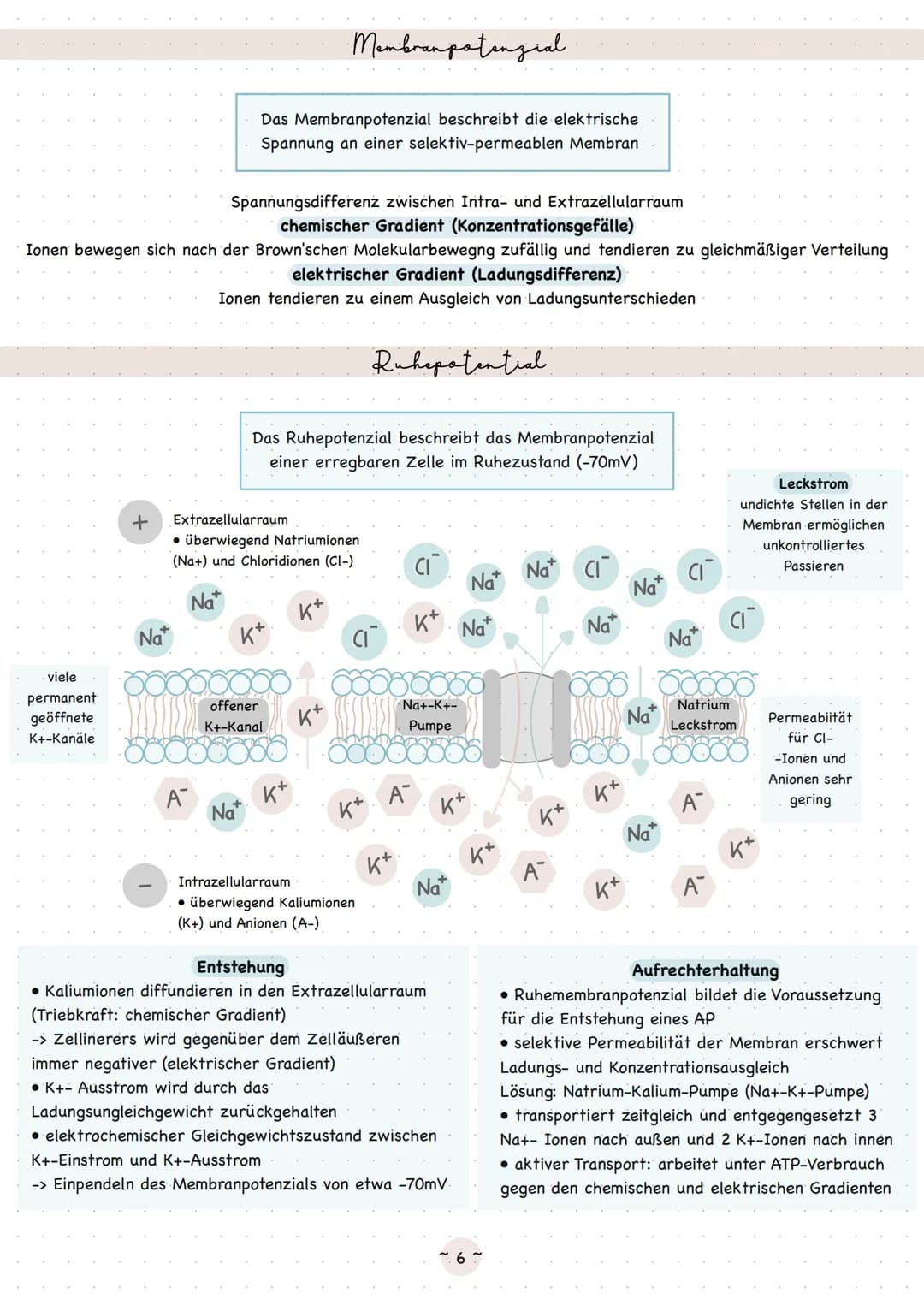 Biologie
Neurobiologie Sinneaphysiologie.
Reiz
Ein Reiz ist eine Einwirkung, die von den Rezeptoren im Lebewesen wahrgenommen wird
äußerer R