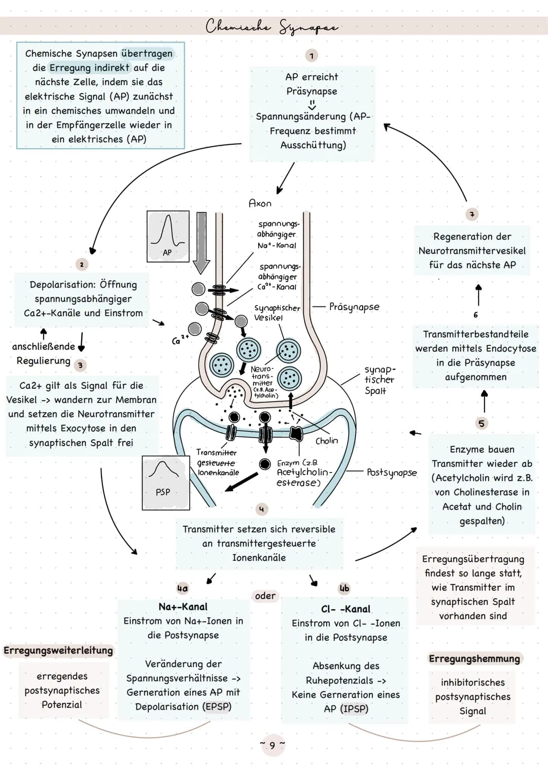 Biologie
Neurobiologie Sinneaphysiologie.
Reiz
Ein Reiz ist eine Einwirkung, die von den Rezeptoren im Lebewesen wahrgenommen wird
äußerer R