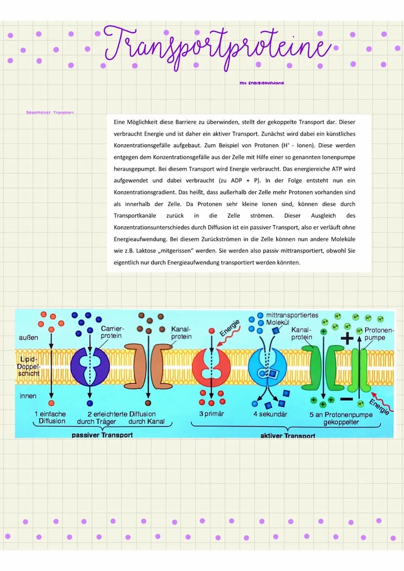●
●
●
●
einfache Diffusion
erie:chierie Diffusion
●
corrierprotein
●
●
Transportproteine
Unter Membrantransport wird in der Biologie der Tra