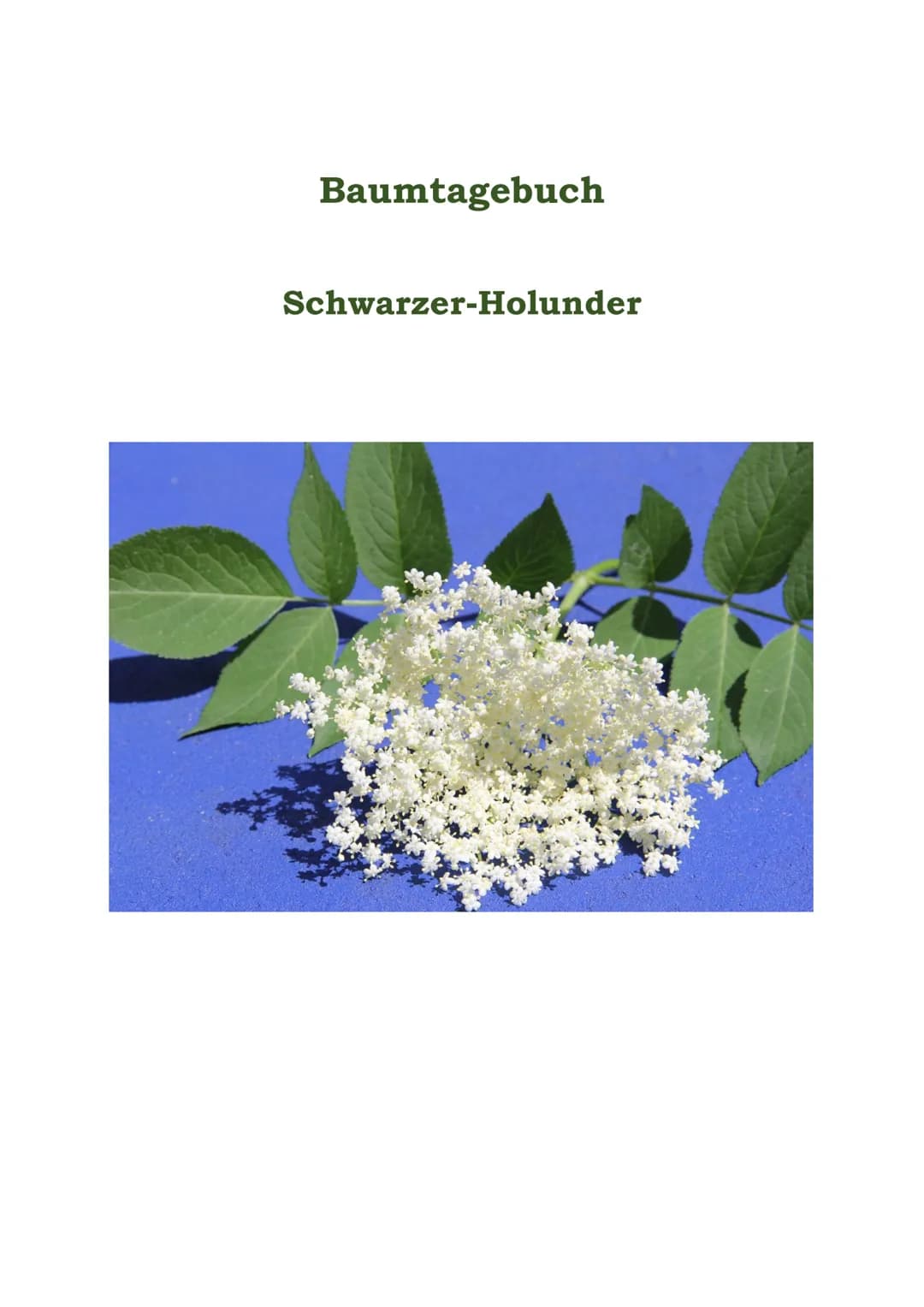 Baumtagebuch
Schwarzer-Holunder Mein Steckbrief (2015/2016)
Hier stehe ich: Garten
Mein Körperumfang (Baumstammbreite): 114cm
So groß bin ic