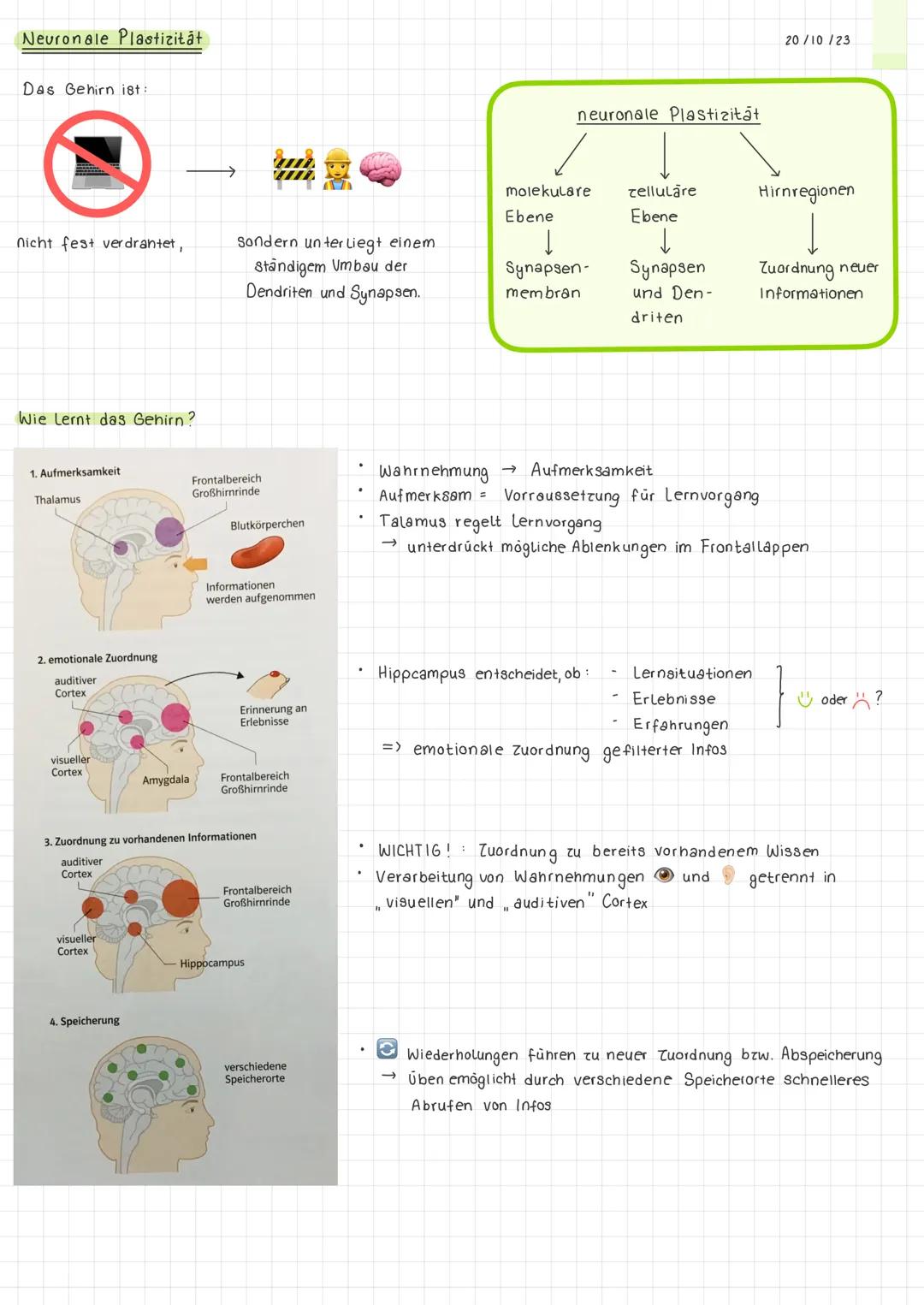Neuronale Plastizitāt

Das Gehirn ist:

←

Nicht fest verdrantet,

Sondern unterliegt einem
Ständigem Umbau der
Dendriten und Synapsen.

Wie