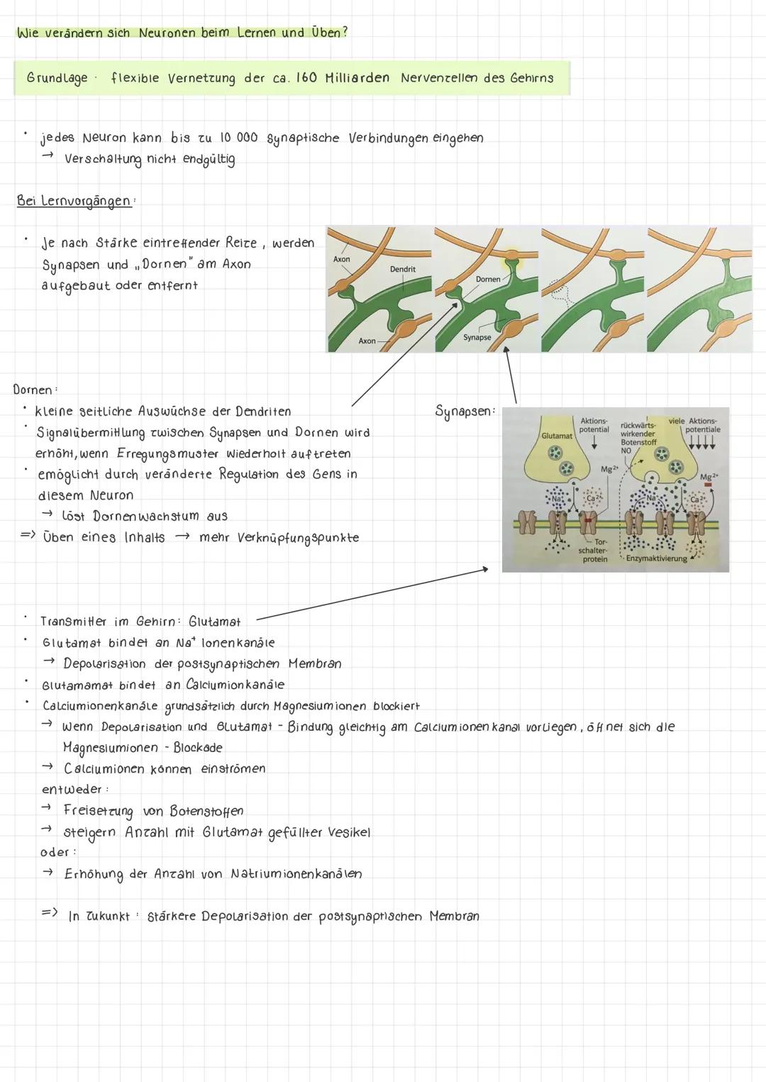 Neuronale Plastizitāt

Das Gehirn ist:

←

Nicht fest verdrantet,

Sondern unterliegt einem
Ständigem Umbau der
Dendriten und Synapsen.

Wie