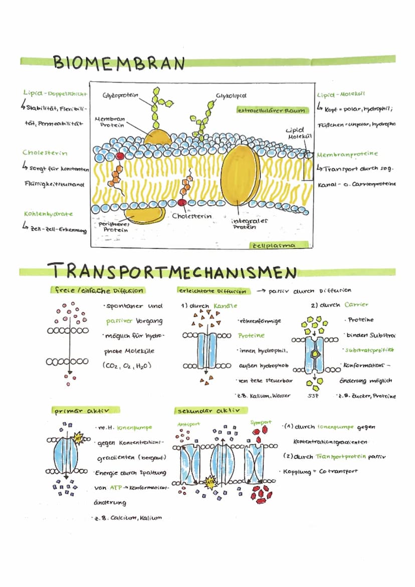 Biologie
DIFFUSION
→Das selbstständige Durchmischen zweier Stoffe, durch die ständige,
regellose Bewegung der Teilchen der Stoffe. Die Tende