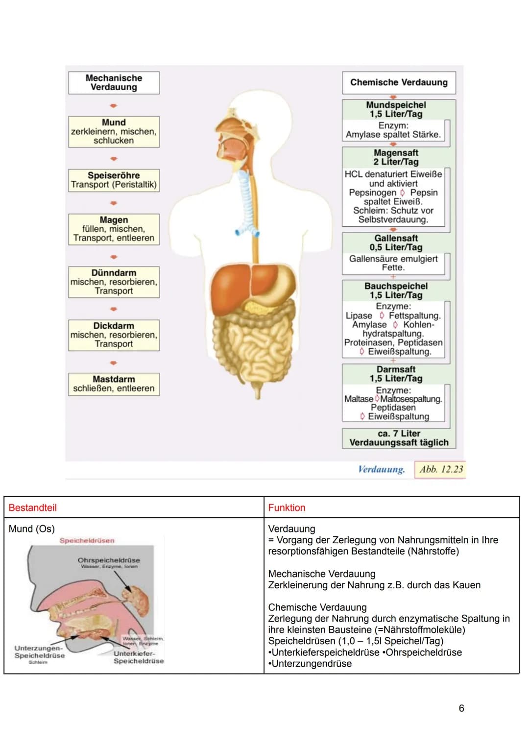 Hisjona B.
Lernzettel GEW
ABITUR 2022 Gesundheit als gesellschaftliche Aufgabe
Prävention und Gesundheitsförderung*
Verdauungssystem und Sto