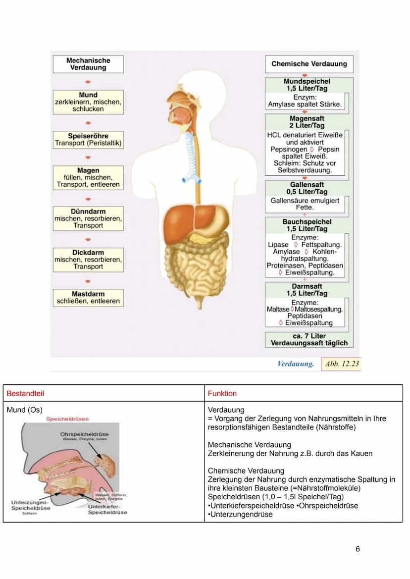 Hisjona B.
Lernzettel GEW
ABITUR 2022 Gesundheit als gesellschaftliche Aufgabe
Prävention und Gesundheitsförderung*
Verdauungssystem und Sto
