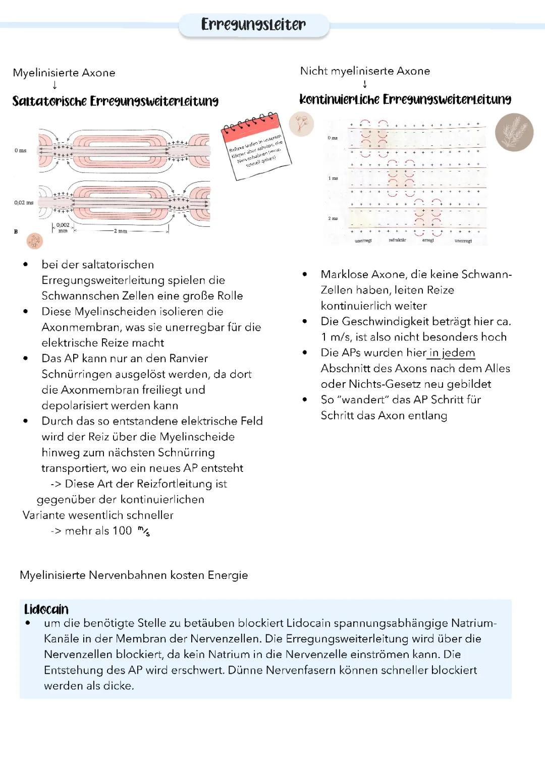 Saltatorische und kontinuierliche Erregungsweiterleitung 