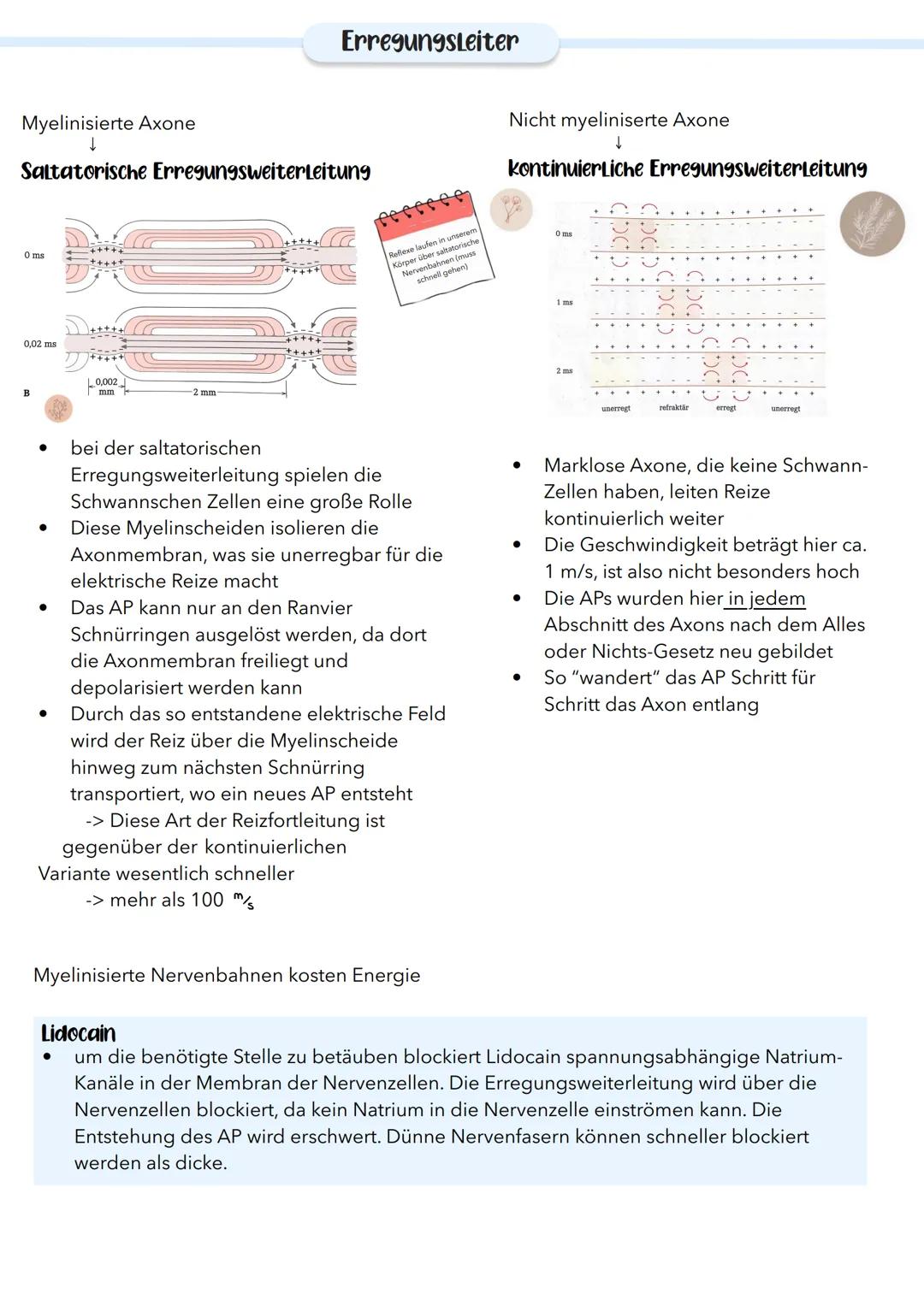 Myelinisierte Axone
↓
Saltatorische Erregungsweiterleitung
0 ms
0,02 ms
B
●
Luc
● bei der saltatorischen
Erregungsweiterleitung
●
0,002
mm
2