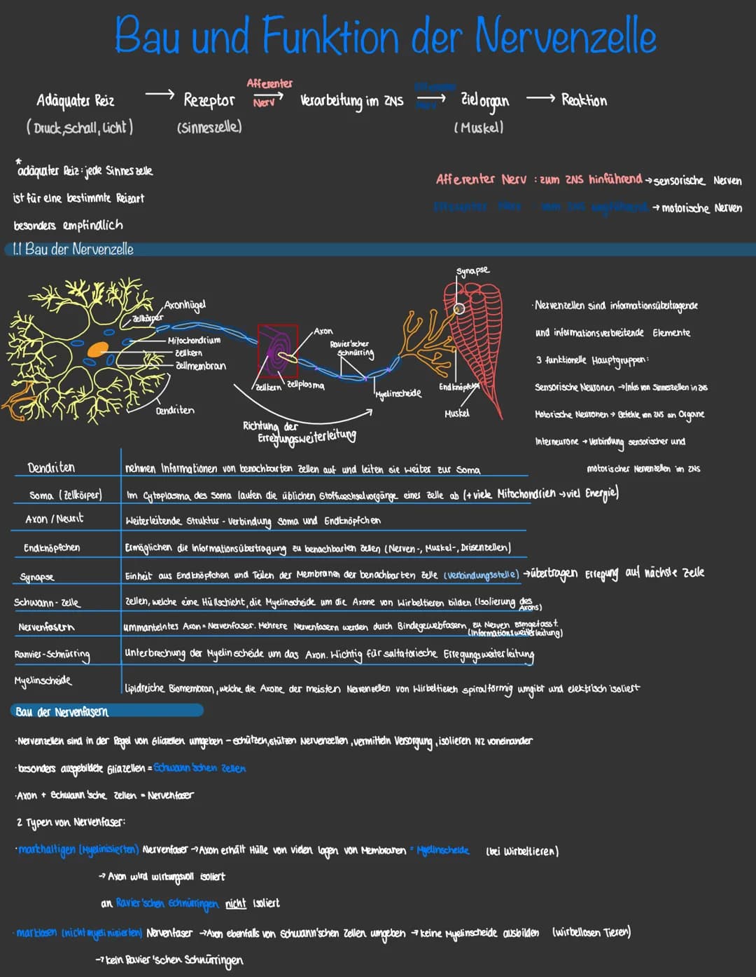 Nervensystem