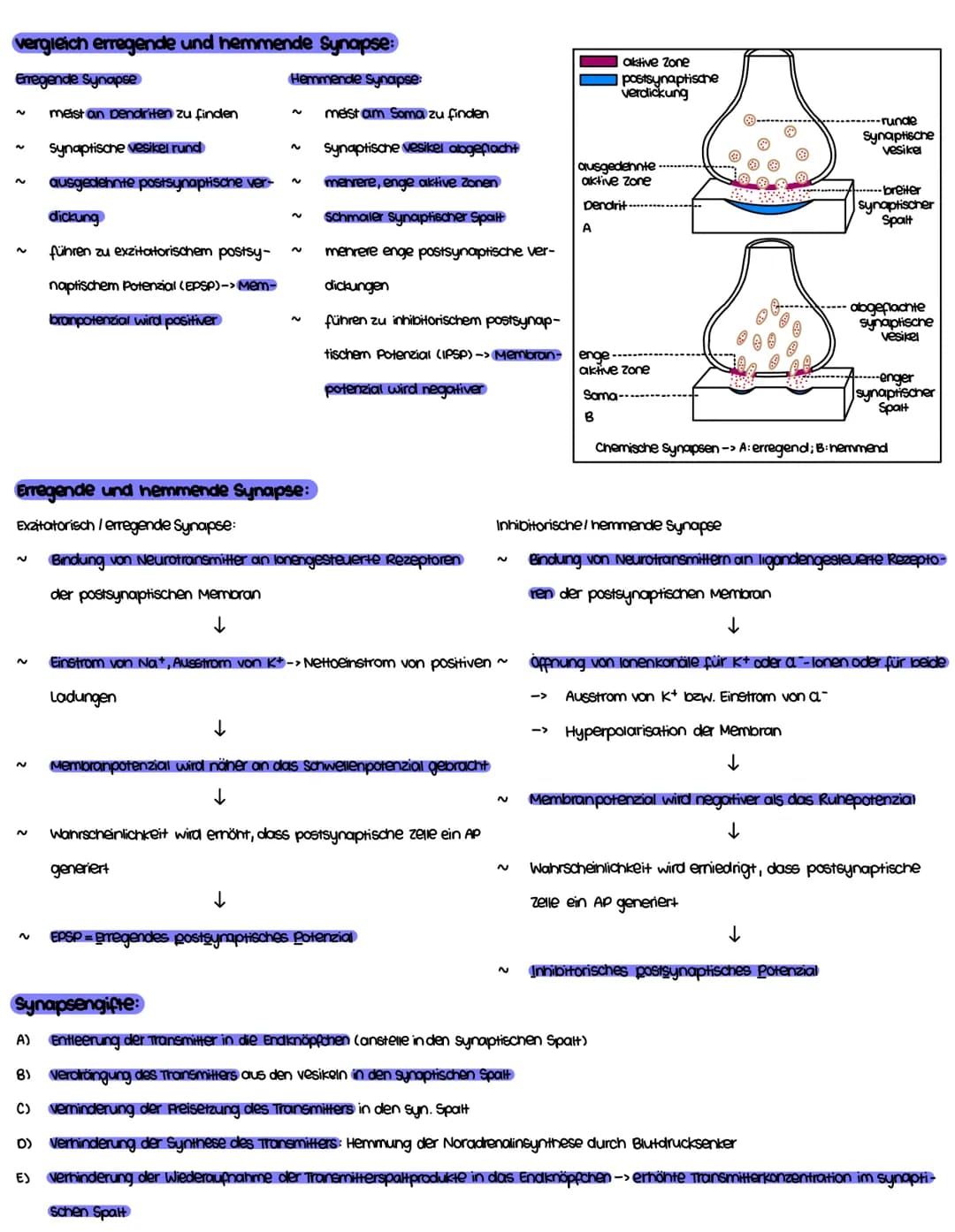 Themenbereiche.
1. Grundlage. Aktions-, membran- und Ruhepotenzial (+ Skizzieren können)
2. Aufbau und vorgänge (an) einer chemischen Synaps