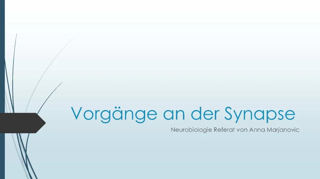 Erregungsübertragung an der Synapse einfach erklärt: Elektrische und Chemische Synapsen