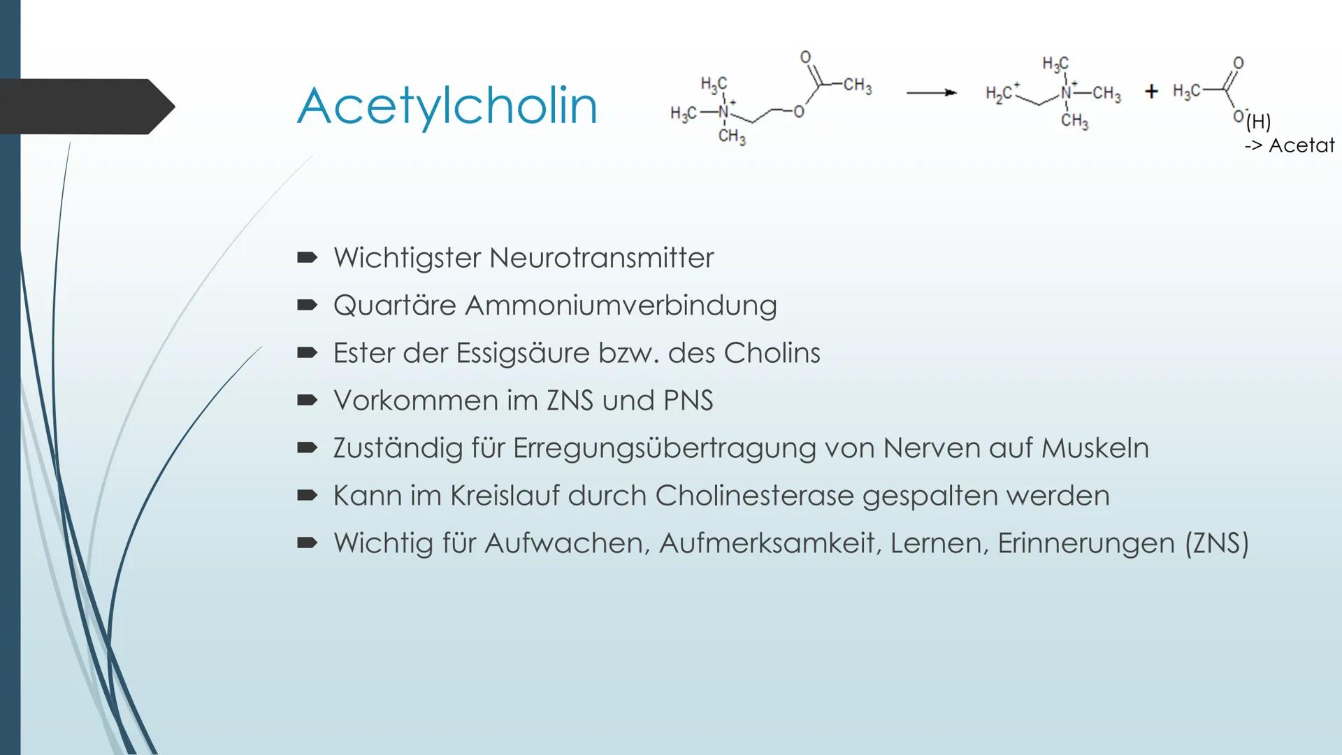 Vorgänge an der Synapse
Neurobiologie Referat von Anna Marjanovic Inhaltsverzeichnis
Wiederholung: Synapsenaufbau
Aufgaben der Bestandteile
