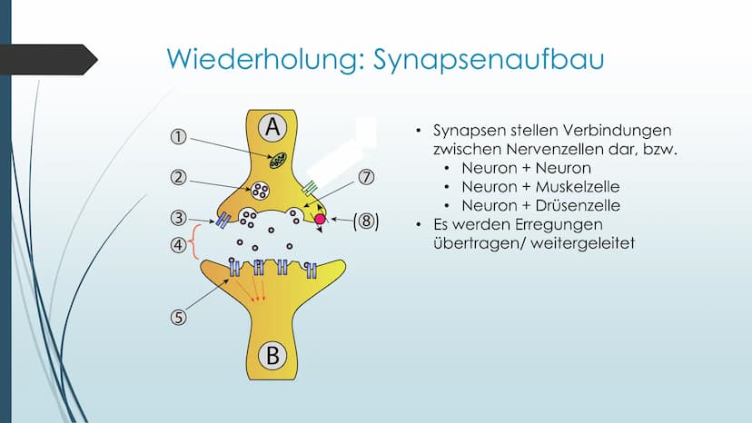 Vorgänge an der Synapse
Neurobiologie Referat von Anna Marjanovic Inhaltsverzeichnis
Wiederholung: Synapsenaufbau
Aufgaben der Bestandteile
