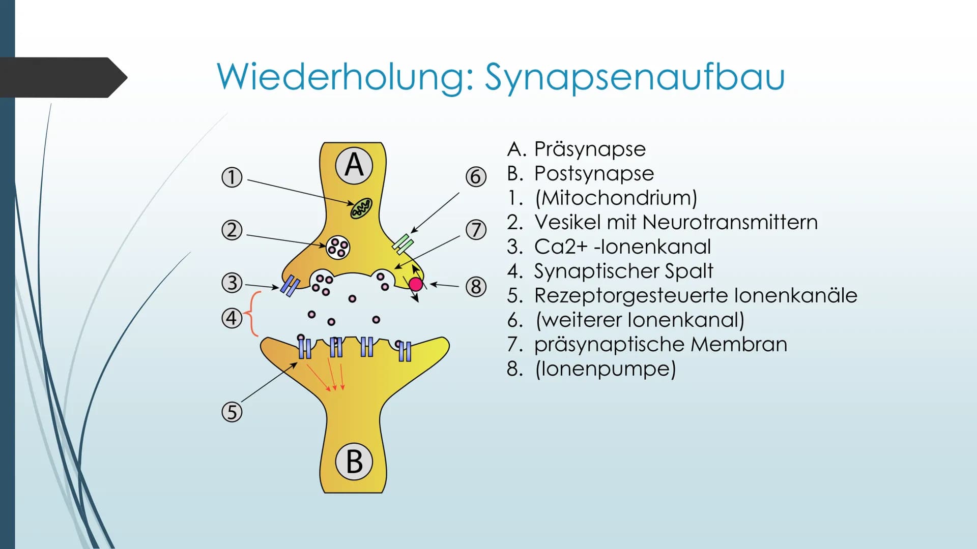 Vorgänge an der Synapse
Neurobiologie Referat von Anna Marjanovic Inhaltsverzeichnis
Wiederholung: Synapsenaufbau
Aufgaben der Bestandteile
