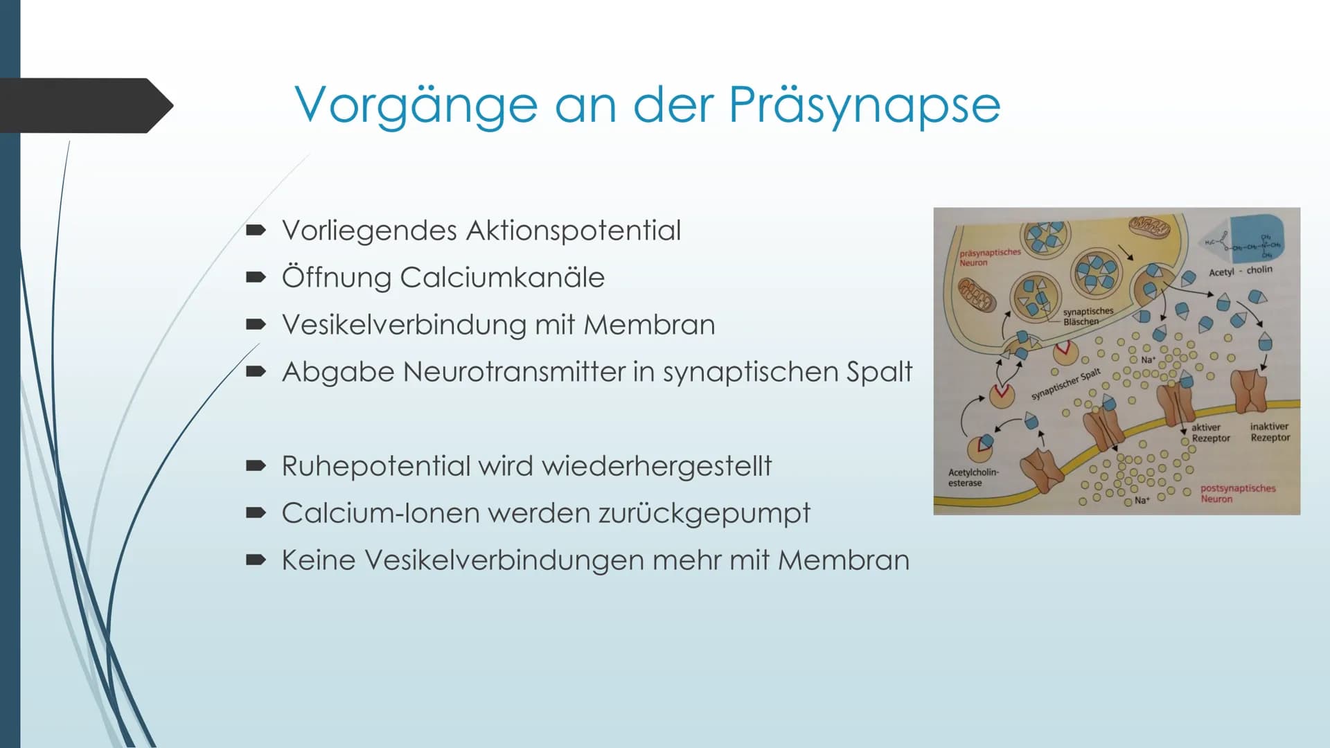 Vorgänge an der Synapse
Neurobiologie Referat von Anna Marjanovic Inhaltsverzeichnis
Wiederholung: Synapsenaufbau
Aufgaben der Bestandteile
