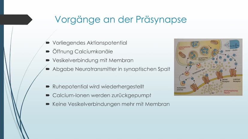 Vorgänge an der Synapse
Neurobiologie Referat von Anna Marjanovic Inhaltsverzeichnis
Wiederholung: Synapsenaufbau
Aufgaben der Bestandteile
