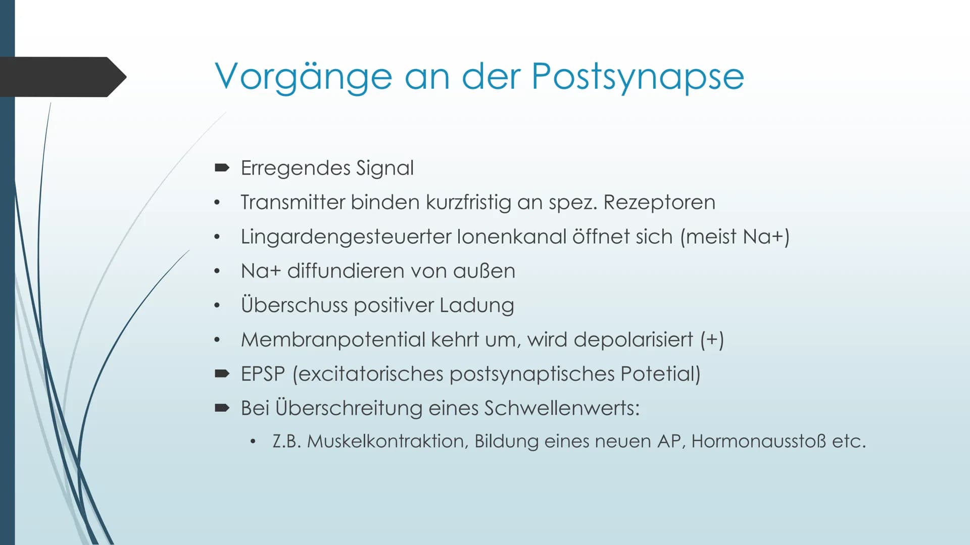 Vorgänge an der Synapse
Neurobiologie Referat von Anna Marjanovic Inhaltsverzeichnis
Wiederholung: Synapsenaufbau
Aufgaben der Bestandteile
