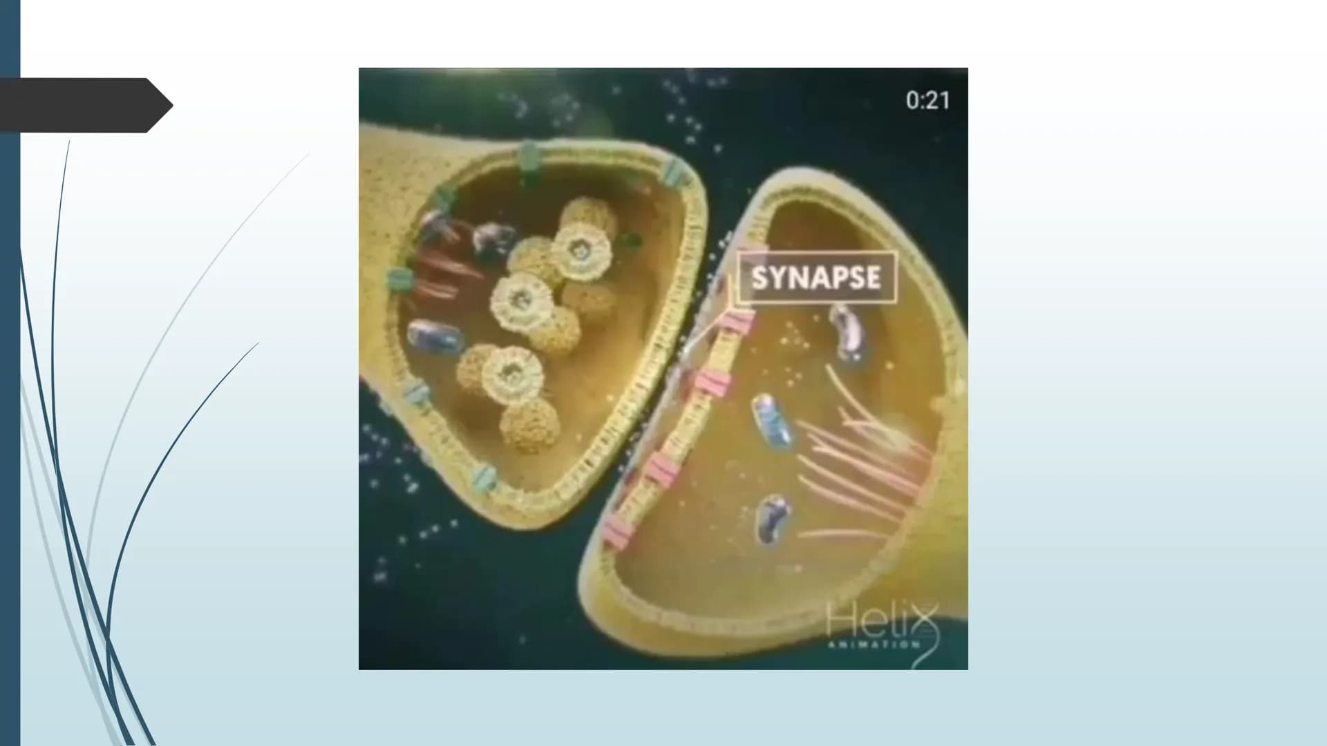 Vorgänge an der Synapse
Neurobiologie Referat von Anna Marjanovic Inhaltsverzeichnis
Wiederholung: Synapsenaufbau
Aufgaben der Bestandteile
