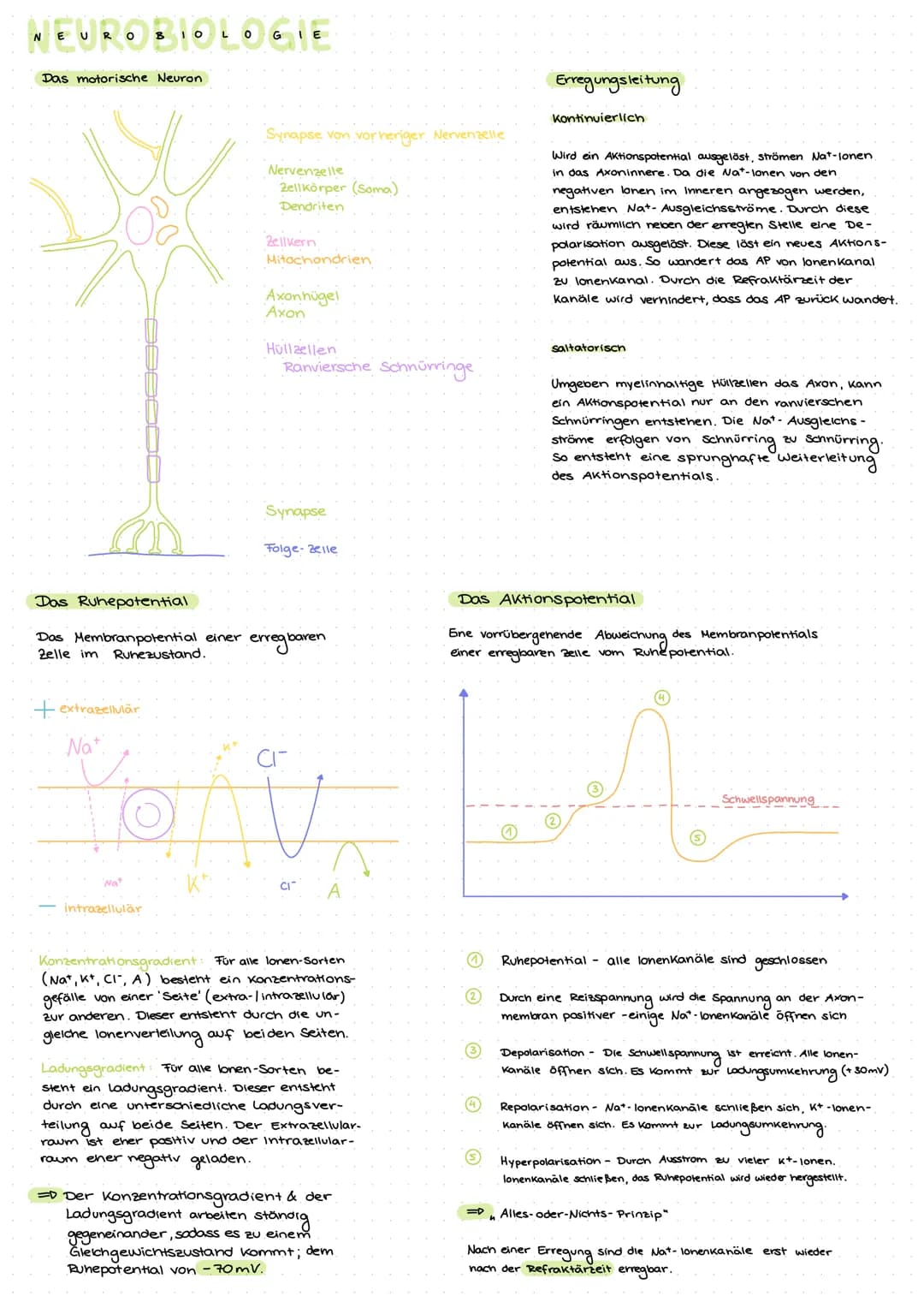 NEUROBIOLOGIE
Das motorische Neuron
Das Ruhepotential
Das Membranpotential einer
Zelle im Ruhezustand.
+extrazellulär
Nat
'Nat
intrazellulär